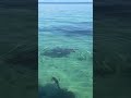 Hello buddy 🐢 #seaturtle #pawikan #turtle #marinelife #limasawa #lakadninja #AliKuyogTa #sea #swim