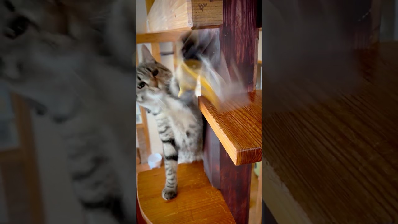ノア動物病院が運営する保護猫カフェ『Hako bu neco甲府昭和店』