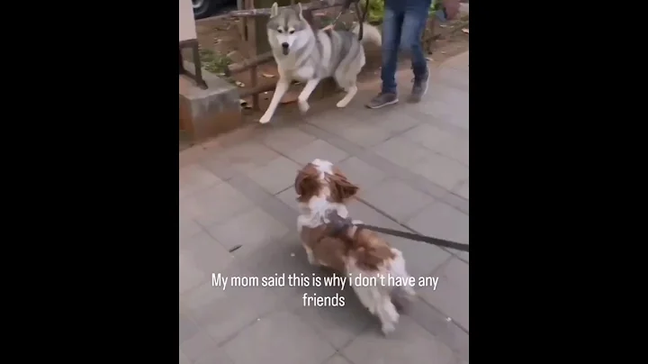 A Shihtzu dog dominate a husky | Shihtzu fight with husy# #shihtzu #husky