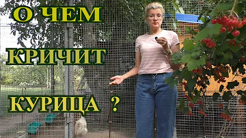 ПОЧЕМУ КРИЧИТ КУРИЦА