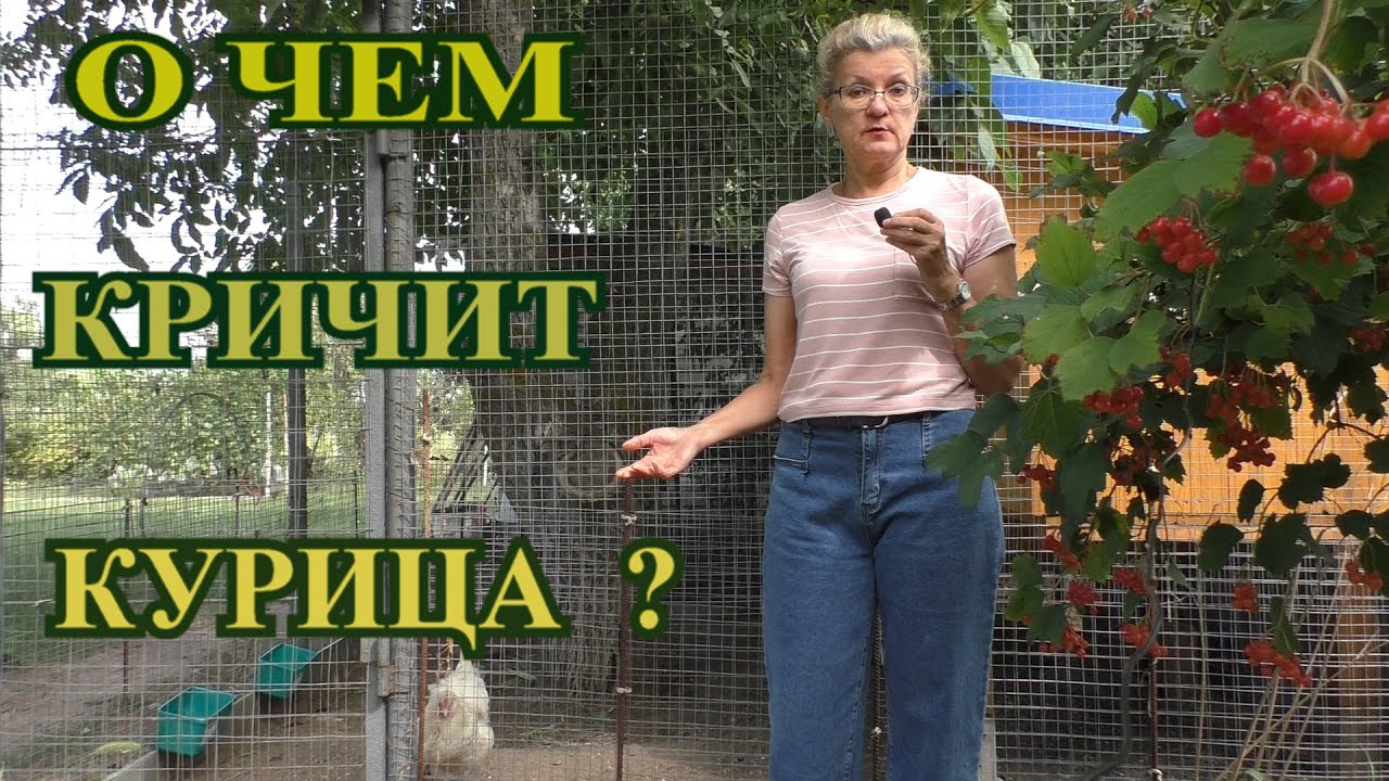 ПОЧЕМУ КРИЧИТ КУРИЦА