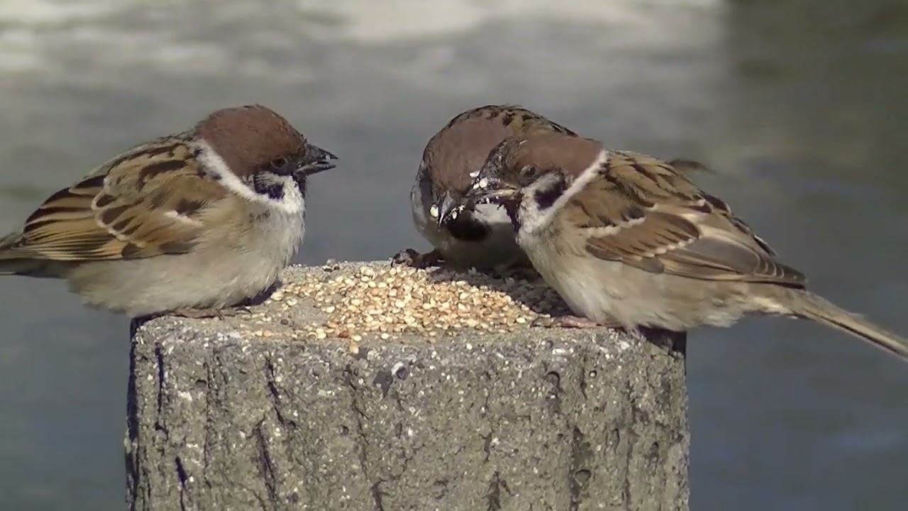 支柱の餌場に飛んで来る雀達 20260202 1（天満宮） - YouTube