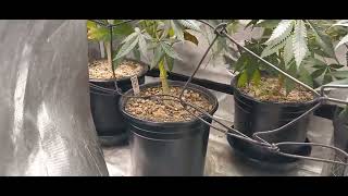 Sour diesel Bx2 x Gsd f5 week 3. 2x4 update Maxsisun mf2000 x2
