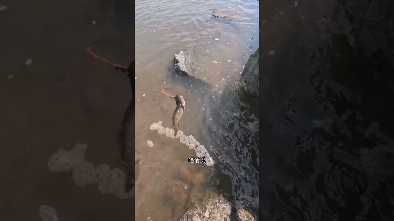 一个洞里居然藏着7条蟹虎鱼，太多了 #原来钓鱼才是抖音运动的顶流 #钓鱼 #蟹虎鱼