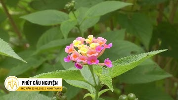 Phút Cầu Nguyện, Thứ Năm 25/02/2021: Người Trẻ Học Cách Sống Cho Tha Nhân