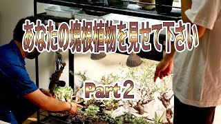 『塊根植物/コーデックス』あなたの塊根植物を見せて下さい　Part２