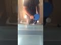 This Boston Terrier loves Ping Pong Its hilarious what happened this time! 😄