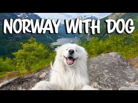 Videó: Vadásszanak-e a norvég elkhounds?
