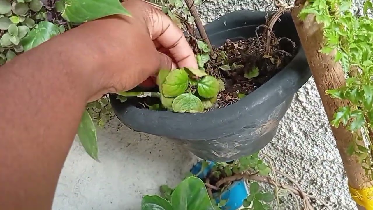 Mostrando As Plantas DA Minha Varanda!!