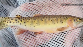 Wildlife officials evacuate hundreds of fish out of wildfire's path