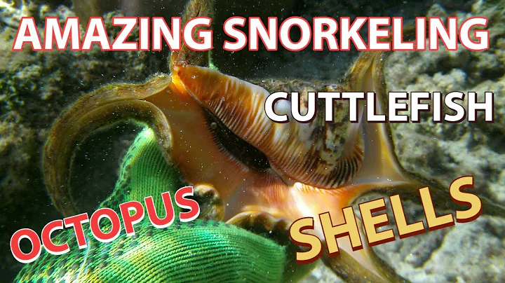 Amazing Creatures - Octopus, Cuttlefish, Pufferfish, Shells - At Guam National Wildlife Refuge, Guam