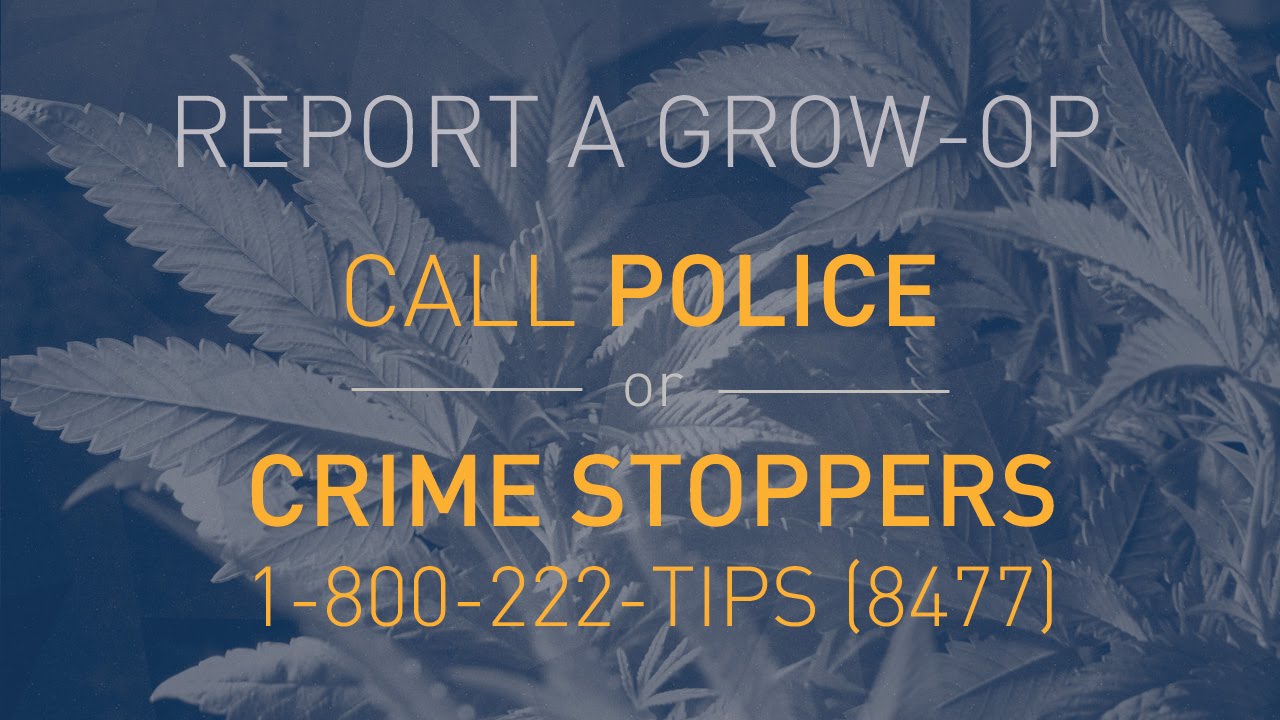 Behind the Scenes: Calgary Grow-Op