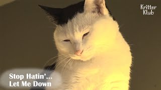 Cat Spends Sleepless Night Crouching In Corner (Part 2) | Kritter Klub