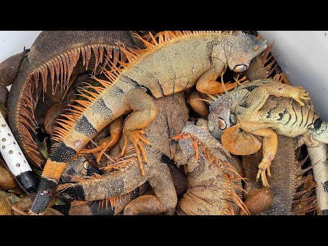 Removing Giant orange iguanas with .25 Cal Air Rifles and Speed boat! Florida Iguana Hunting!!