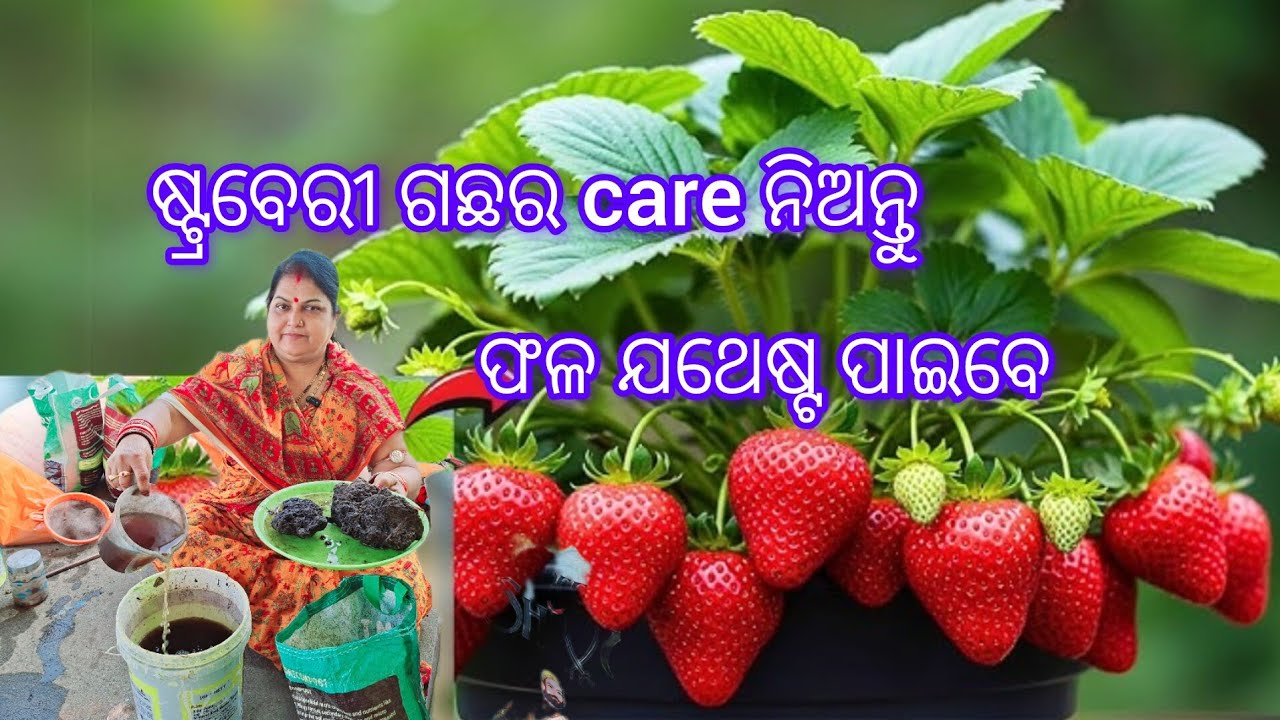 ଷ୍ଟ୍ରବେରୀ ଗଛର care ନିଅନ୍ତୁ/ଫଳ ଯଥେଷ୍ଟ ପାଇବେ /Strawberry plant 