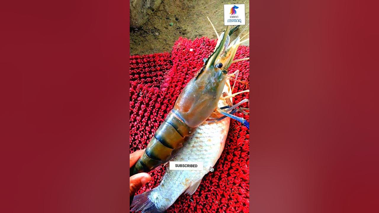 Indian amazing zinga fish 🦐shortvideo YouTube