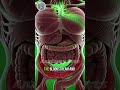What Monster Energy Does to Your Body (3D Medical Animation)