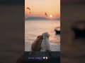 Cutee puppy 🐶🐾🐾#puppy #viral #funny #animals #views #viralshorts #explorepage #growth