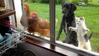 The FUNNIEST ANIMAL VIDEOS, are you READY FOR THIS LAUGH BOMB?! The FUNNIEST ANIMAL VIDEOS, are you READY FOR THIS LAUGH BOMB?!