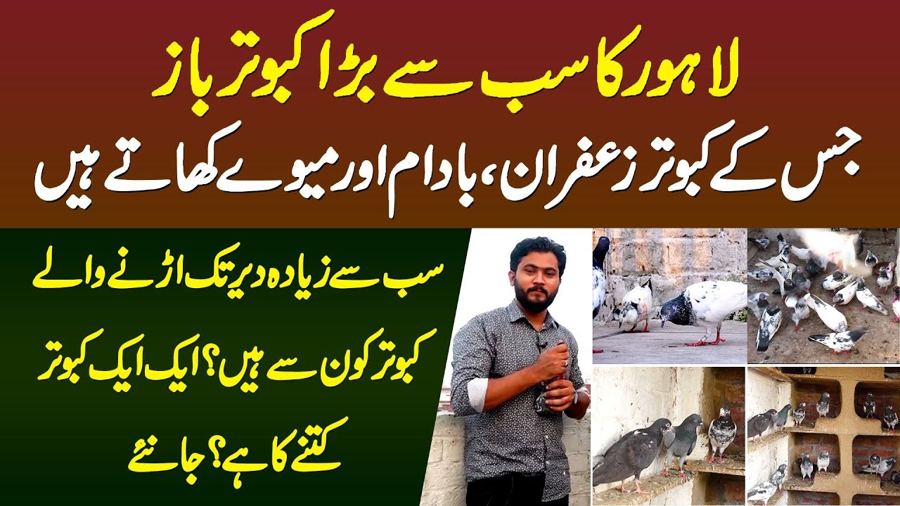 Lahore Ka Sab Se Bara Kabootar Baaz Jiske Kabootar Badam Mewe Khate Hain - Ek Kabootar Kitne Ka Hai?