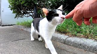 ちょっと慎重なハチワレ猫がモフられにきたと思ったらすぐに大きな茶白猫もやってきた