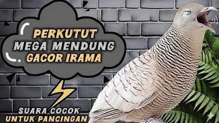 Perkutut Mega Mendung Gacor Irama Syahdu Suara Cocok Untuk Pancingan Semua Jenis Perkutut ‼️