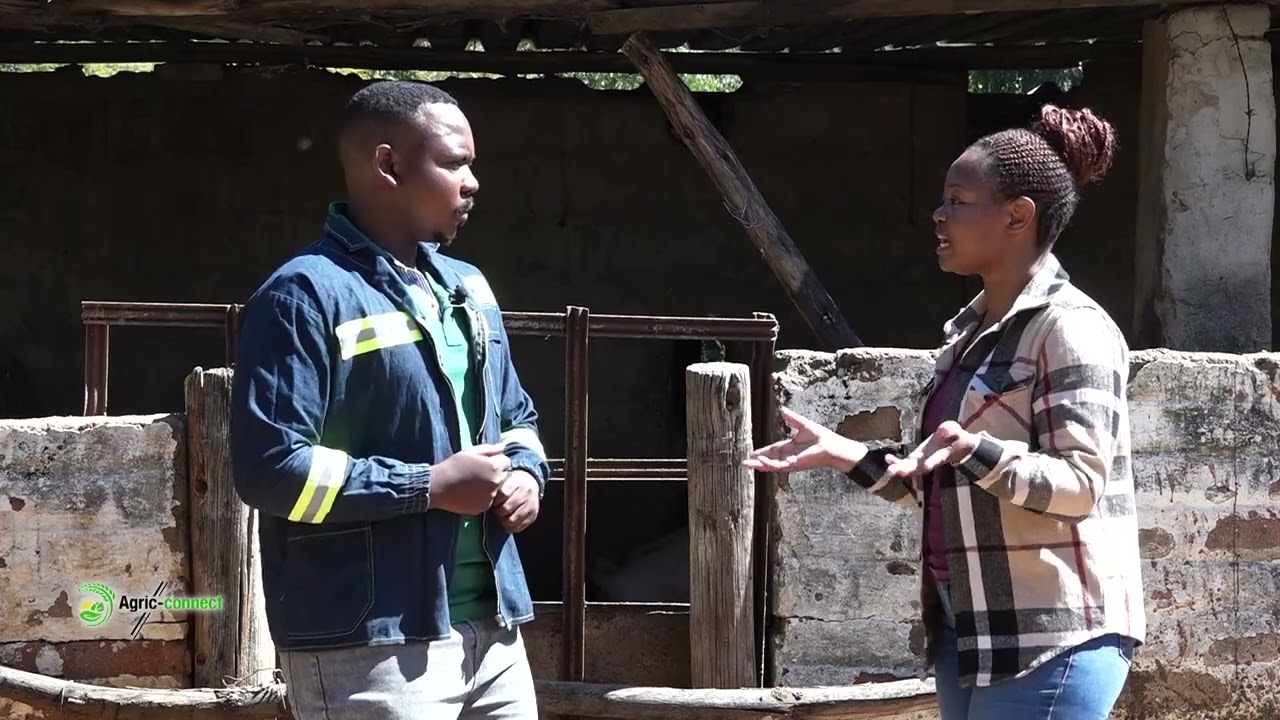 Pig Production: Unlocking Profitability in Livestock Farming | Agric Connect Zimbabwe S1