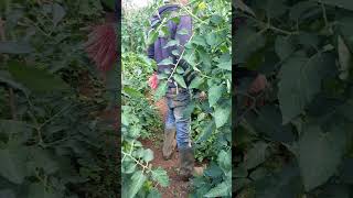 Perawatan tanaman tomat #tomat #insektisida #pestisida #fungisida #petanimilenial #petani #berkebun