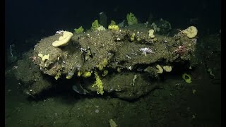 Rocky Reefs And Sponge Gardens Off Southern California  Nautilus 