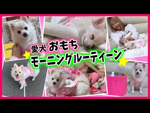 【モーニングルーティン】ちいめろの愛犬"おもち"の起きてからお昼寝するまでの過ごし方【子犬】【ポメラニアン】【癒し】