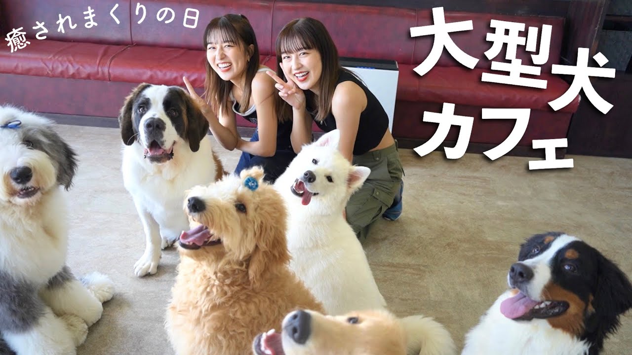 癒し 双子が 大型犬カフェ でめろめろ 幸せすぎた日 Bigdogs Cafe Youtube