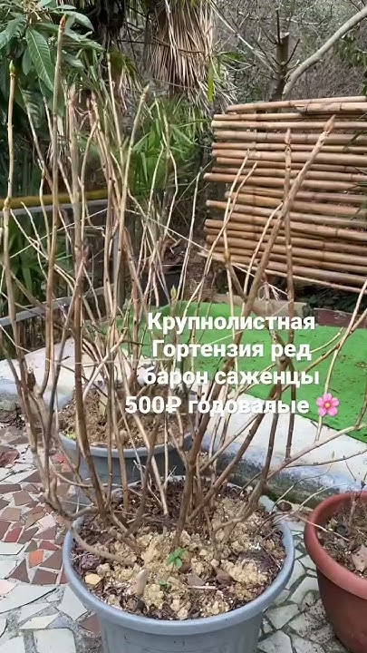 Крупнолистная Гортензия ред барон-годовалые саженцы 500₽ #гортензии # ...