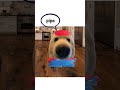 What it's like working as a plumber Explained by doggie #plumber #adayinthelife #doganimation