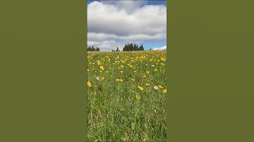 إن الله وملائكته يصلون على النبي - مقتطفات من سورة الأحزاب بصوت القارئ علي جابر رحمه الله