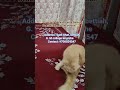 🌹 Beautiful Handcrafted Mehrab Parda Design 🌹#trendingshorts #viralvideo