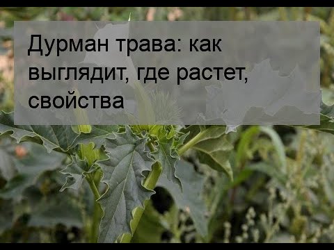 Дурман трава: как выглядит, где растет, свойства