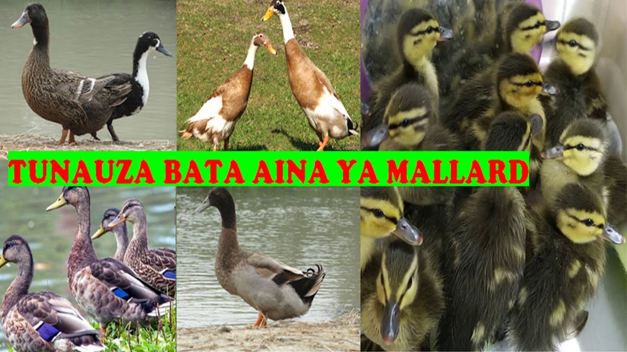 UFUGAJI WA BATA AINA YA MALLARD:Njoo tukuuzia bata aina ya mallard kwa bei poa