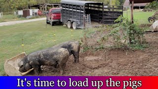 Taking the pigs to the processor.  What was our feed cost?