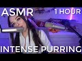 |ASMR| Intense Purring to Help You Fall Asleep 💤  (1 Hour)