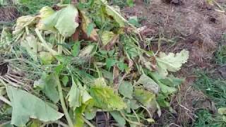 Pumpkin Patch Cleanup