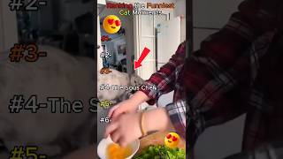 Ranking 6 Cats That Are Definitely Glitched 🐱| #rank #catshorts #viral