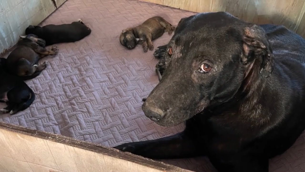The mother dog who gave birth underneath car - YouTube