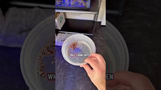 Combining All Of My Clownfish