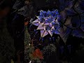 Omiki & Sighter – Sofia | VooV Experience Festival Psytrance Anthem 🌀