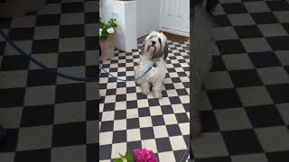 Tibetan Terrier