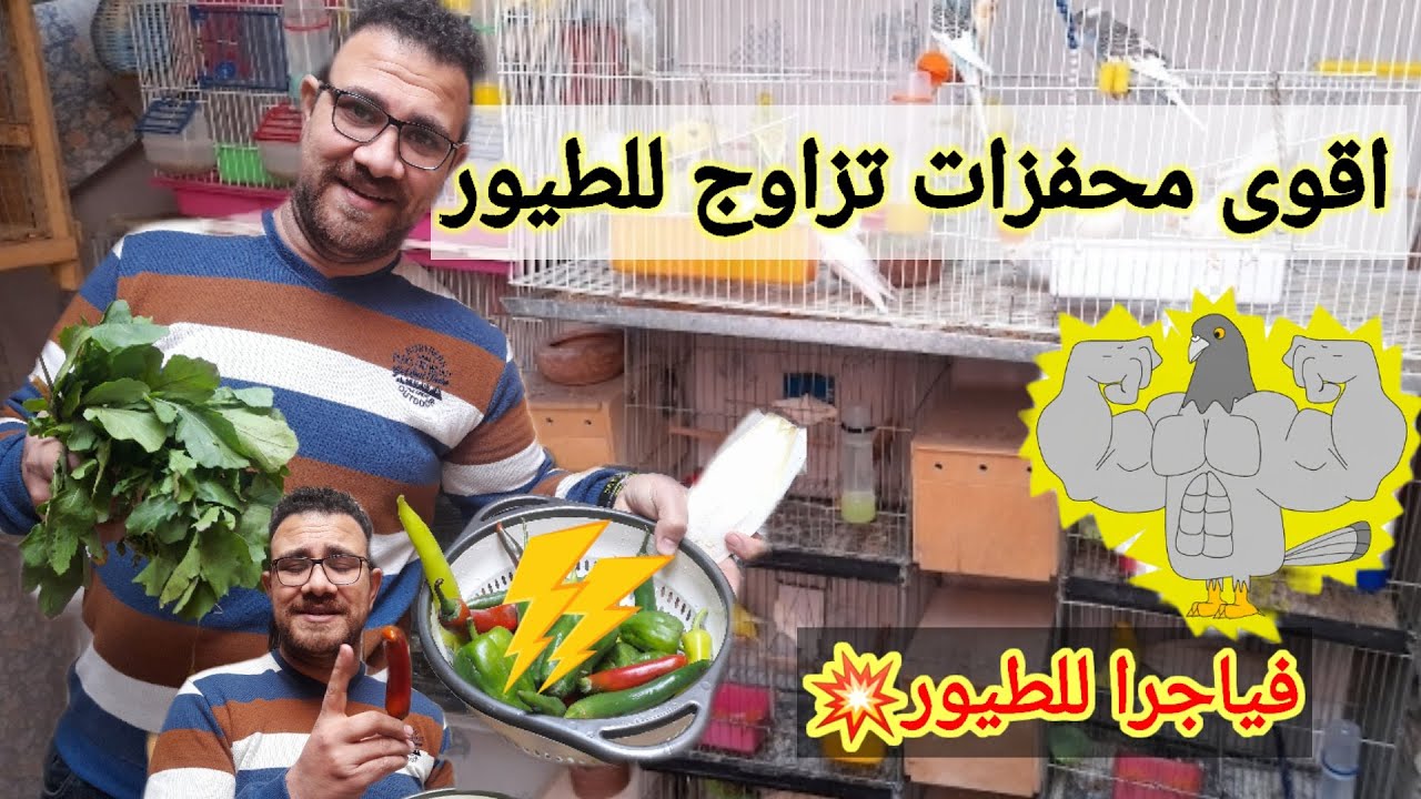 اقوى محفزات تزاوج للطيور وزيادة الانتاج طبيعي 100%