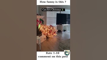 Funny cute cat playing with christmas tree 😹-How funny is this? #shorts #funnycats #christmas
