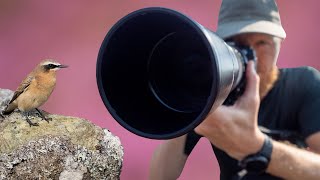 Soft Diffused Light for Bird Photography screenshot 2