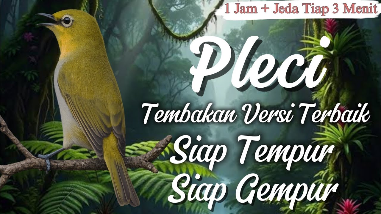 PENGHANCUR MENTAL LAWAN - Masteran Pleci Gacor Suara Jernih Panjang,The Oriental white-eye birdsong 