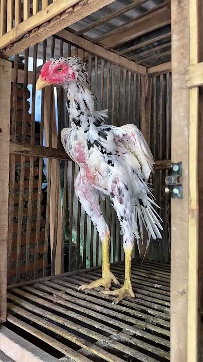 Pesona Ayam Blorok Junior Aditya Farm 99